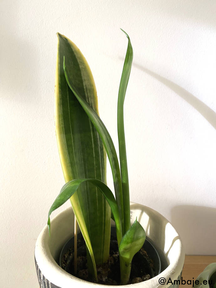 Sansevieria gwinejska mało światła